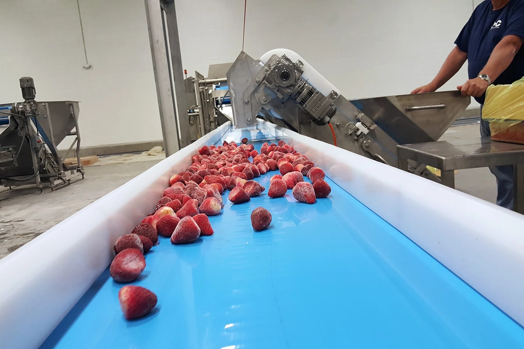 SE Fabric Belt Conveyors_0 Fruit on fabric conveyor
