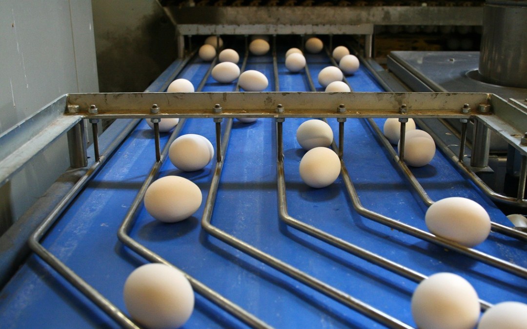 Sanitary Conveyor Systems for Food Manufacturing: Meeting FSMA, FDA, and Modern Production Demands